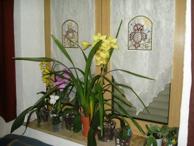 orchideen1.jpg