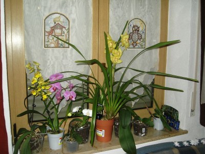 orchideen2.jpg