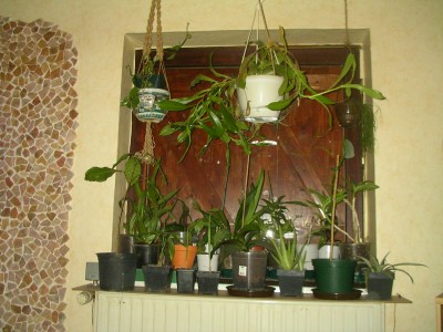 orchideen 001.JPG