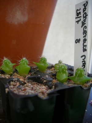 Pachycereus pringlei 05.11.2008 - 4.jpg