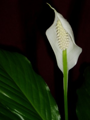 Blüte Einblatt.JPG