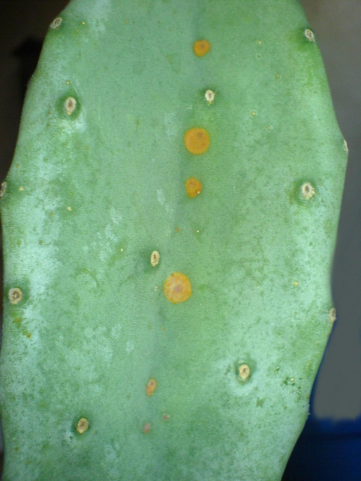 Rot-braune Flecken auf dem Kaktus (Opuntia)  Pflanzenkrankheiten &  Schdlinge  GREEN24 Pflanzen & Garten Forum