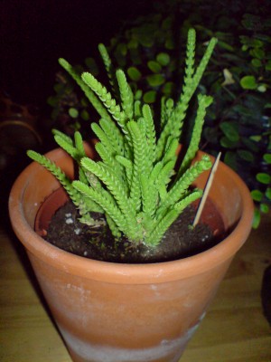DSC00073.JPG