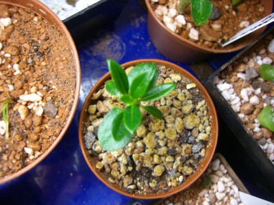 Pachypodium lamerei -grösstes - 26.11.2008 - 2.jpg