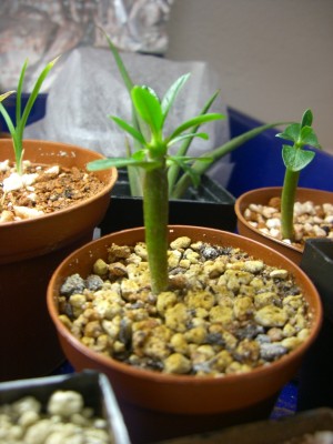 Pachypodium lamerei -grösstes - 26.11.2008 - 1.jpg