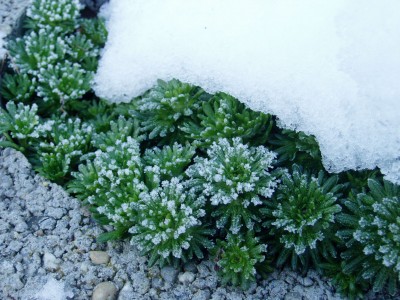 Moossteinbrech im Frost.JPG