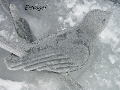 Eisvogel.JPG