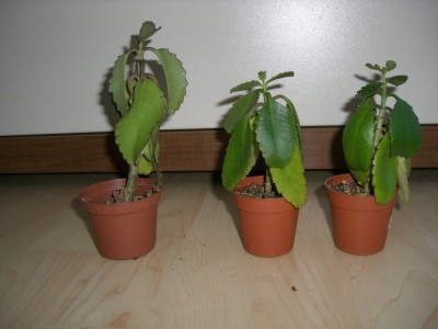 kalanchoe magic bells jungpflanzen.jpg