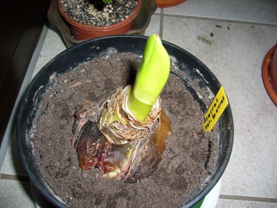 Amaryllis+Vonne 002.jpg