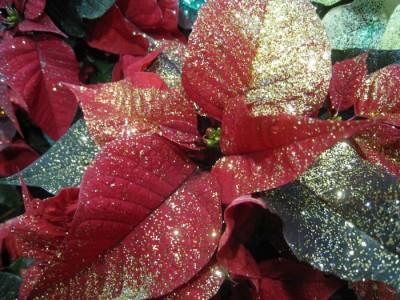 tn_Christstern 001.JPG