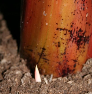 Banane Schössling.JPG