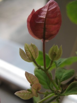 IMG_0694_1024x1365.JPG