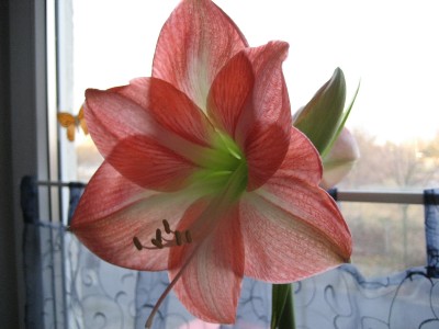amaryllis.JPG