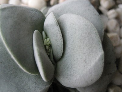 crassula.JPG
