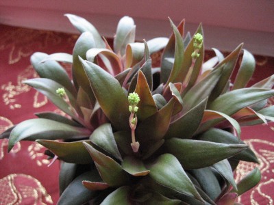 crassula rosularis.JPG