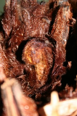 Dicksonia Wedel.JPG