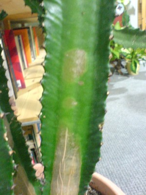DSC00509.JPG