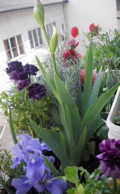 20.04.2007 balkon.jpg