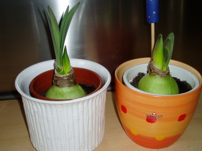 Amaryllis Zwiebeln.JPG
