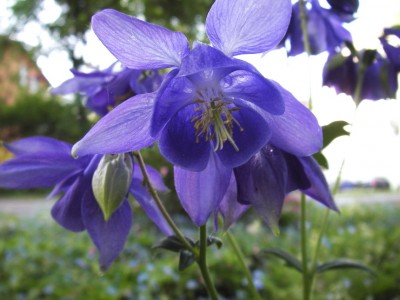 30.04.2007 akelei4.jpg