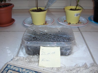 Kiwi.JPG