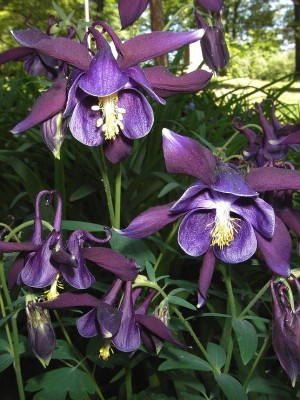 30.04.2007 akelei.jpg