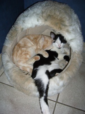 Katzen 062.jpg