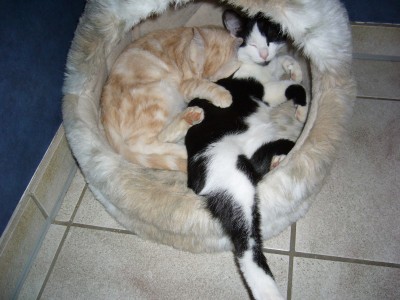 Katzen 061.jpg