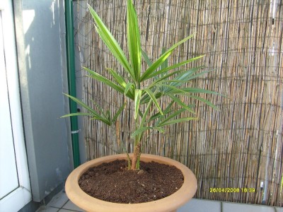 Hanfpalme_02_%28Trachycarpus_fortunei_%29_1000x750.JPG