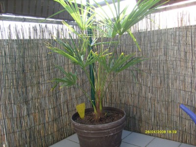Hanfpalme_01_%28Trachycarpus_fortunei%29_1000x750.JPG