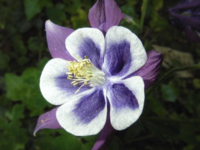 30.04.2007 akelei2.jpg