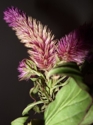 DSCF2739.jpg
