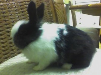 Blacky.jpg