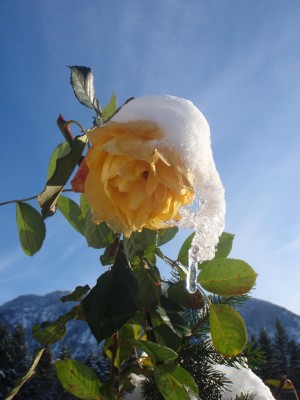 himmlische Graham thomsa.JPG