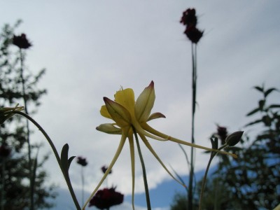 Aquilegia chaplinei.JPG