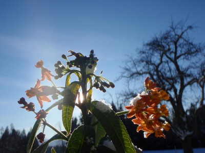asclepia im schnee.JPG
