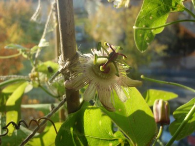 pardifolia.JPG