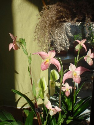 Phragmipedium sedenii.JPG