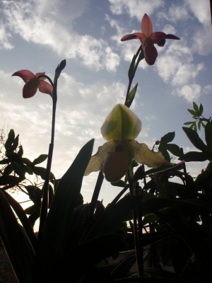 phragmipedium and paphi.JPG