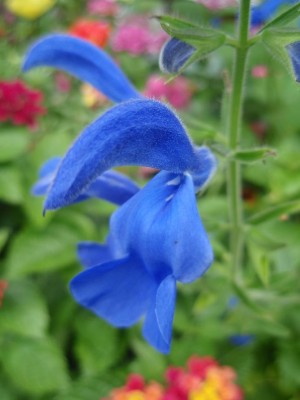 Salvia patens.JPG