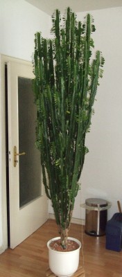 DSCF1178 Kopie.jpg