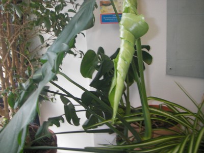 pflanzen08 002.jpg
