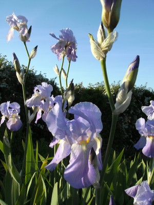 Alte robuste Sorte in Blau.JPG