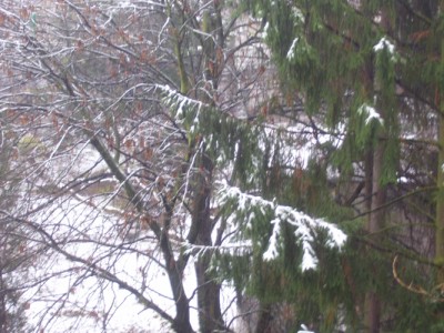 Schneem.jpg