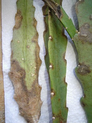 DSCI0001.JPG