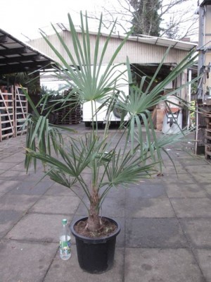 Trachycarpus fortunei.jpg