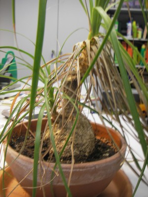 pflanzen08 006.jpg
