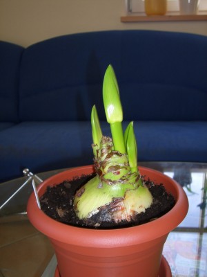 Hippeastrum Evergreen 04.12.08.jpg