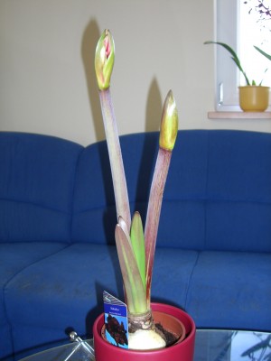 Hippeastrum Black Velvet 04.12.08.jpg