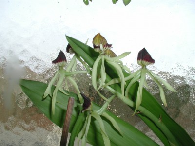 P1010018 (2).JPG